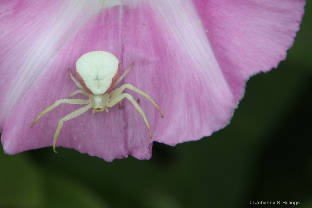 Downeast Maine crab spider - ID: 15426211 © Johanna S. Billings