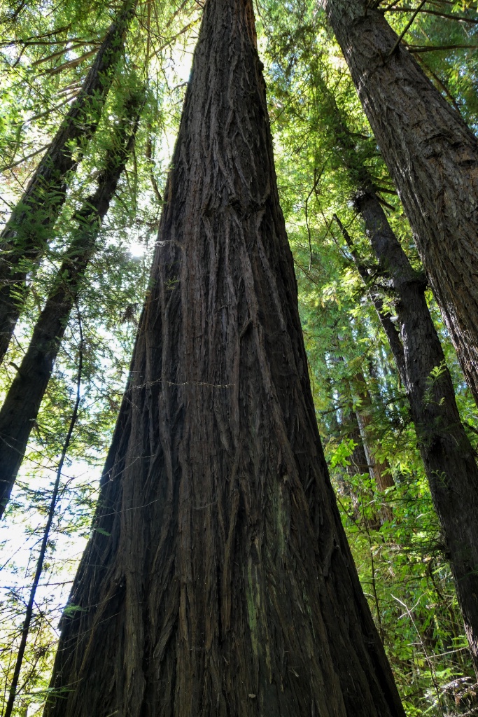 Redwoods