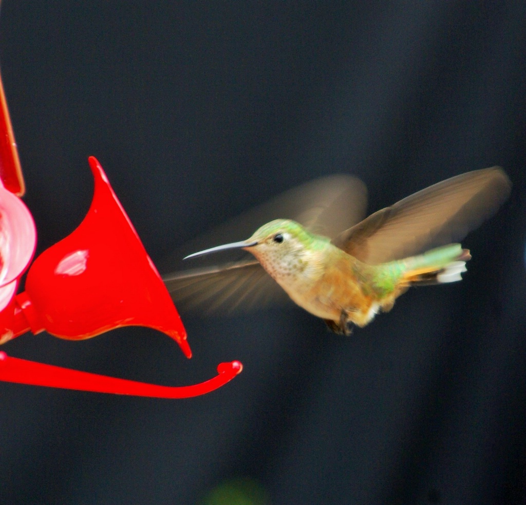 In Flight