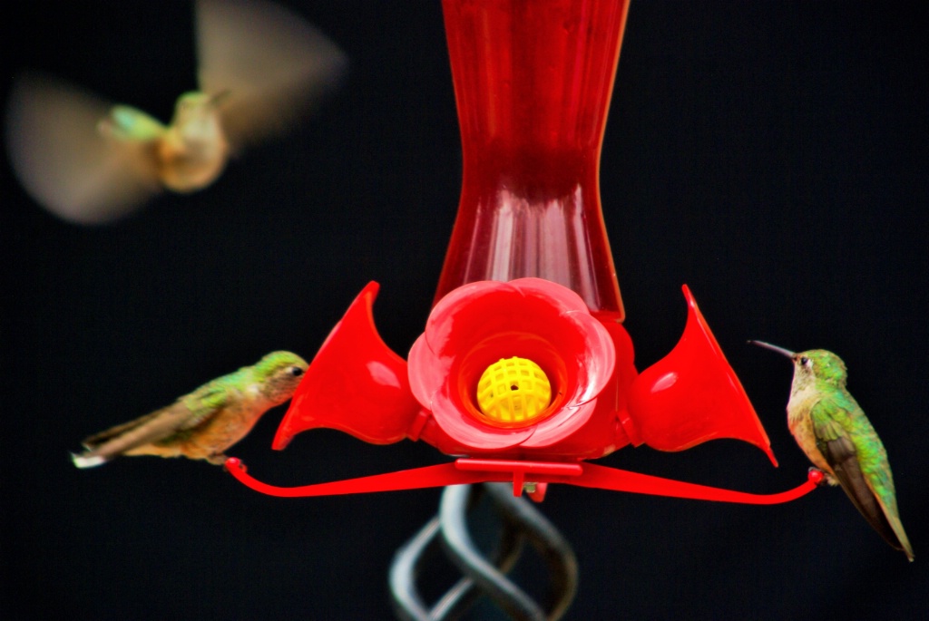 Hummingbirds x3