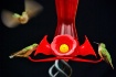Hummingbirds x3