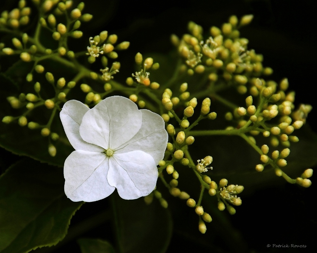 Hydrangea In Evening