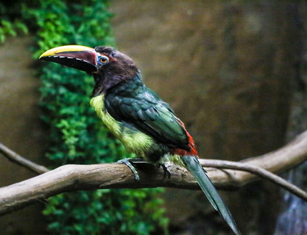 Green Aracari