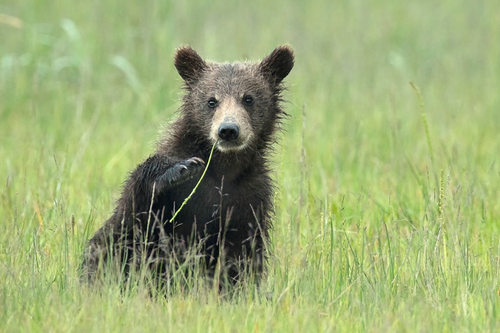 First Year Cub