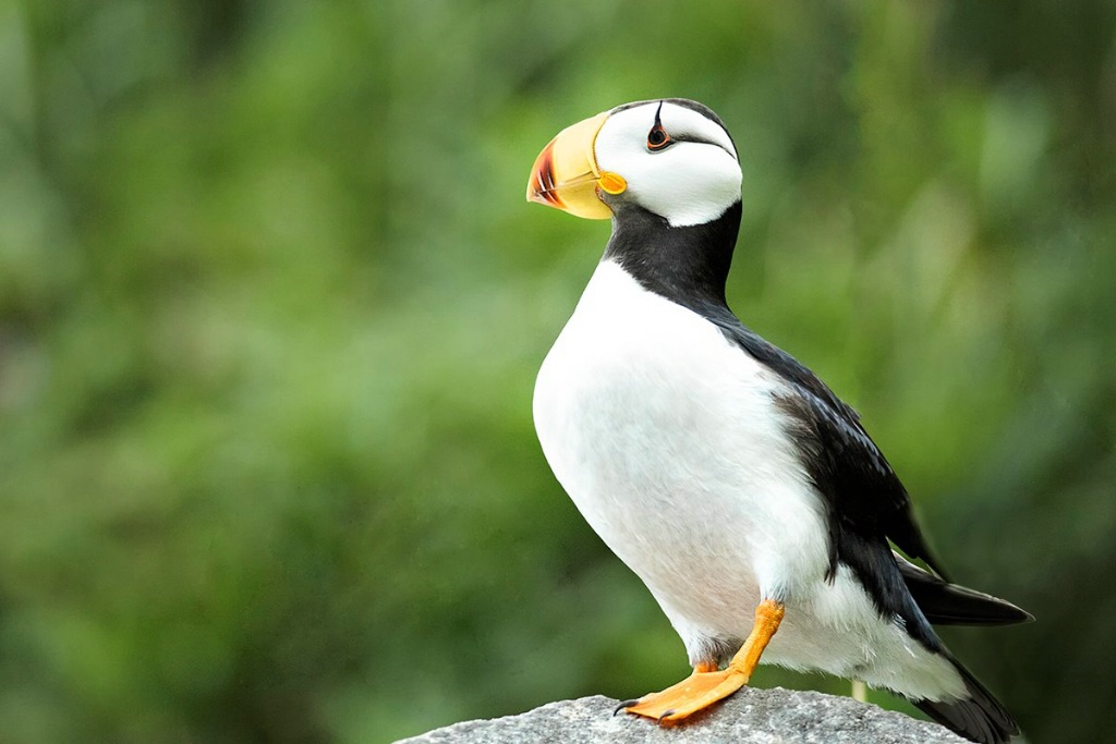 The Puffin