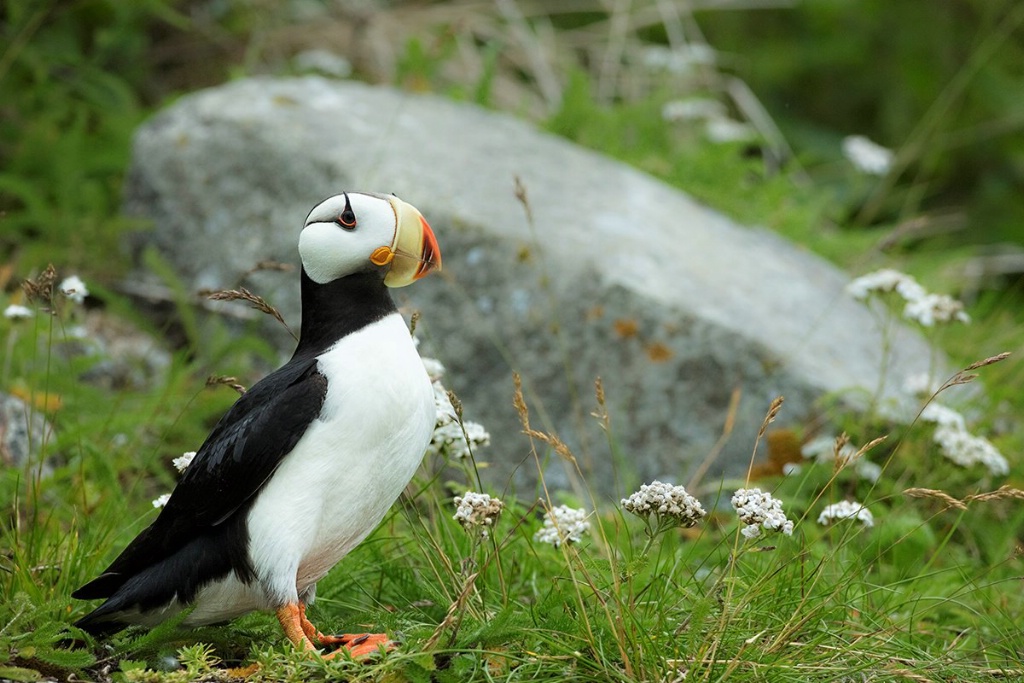 Pufin in the Flowers