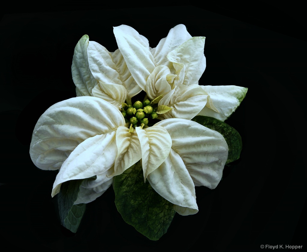 White Winter Rose Poinsettia