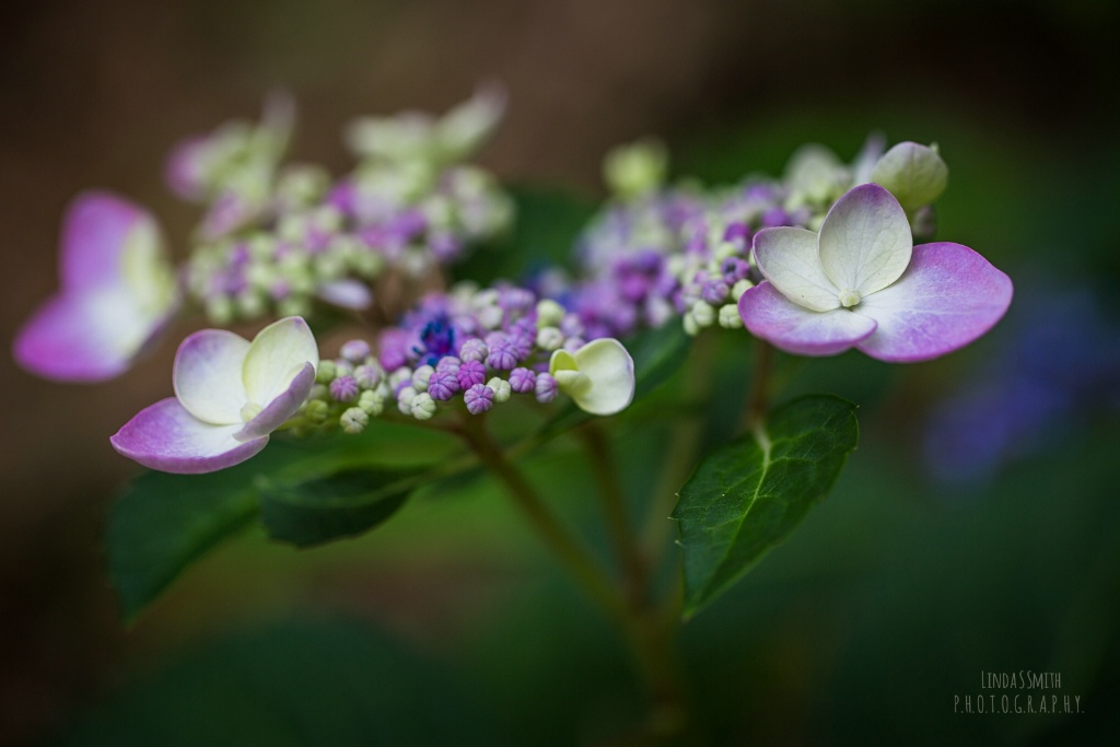 birth of the hydrangea blossom