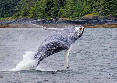 Breeching Humpback  