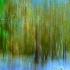 2Enchanted Cypress Forest - ID: 15426607 © Carol Eade