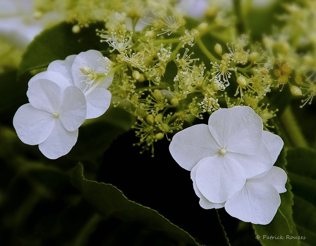 Hydrangea Petals