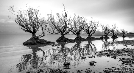 Glenorchy Trees