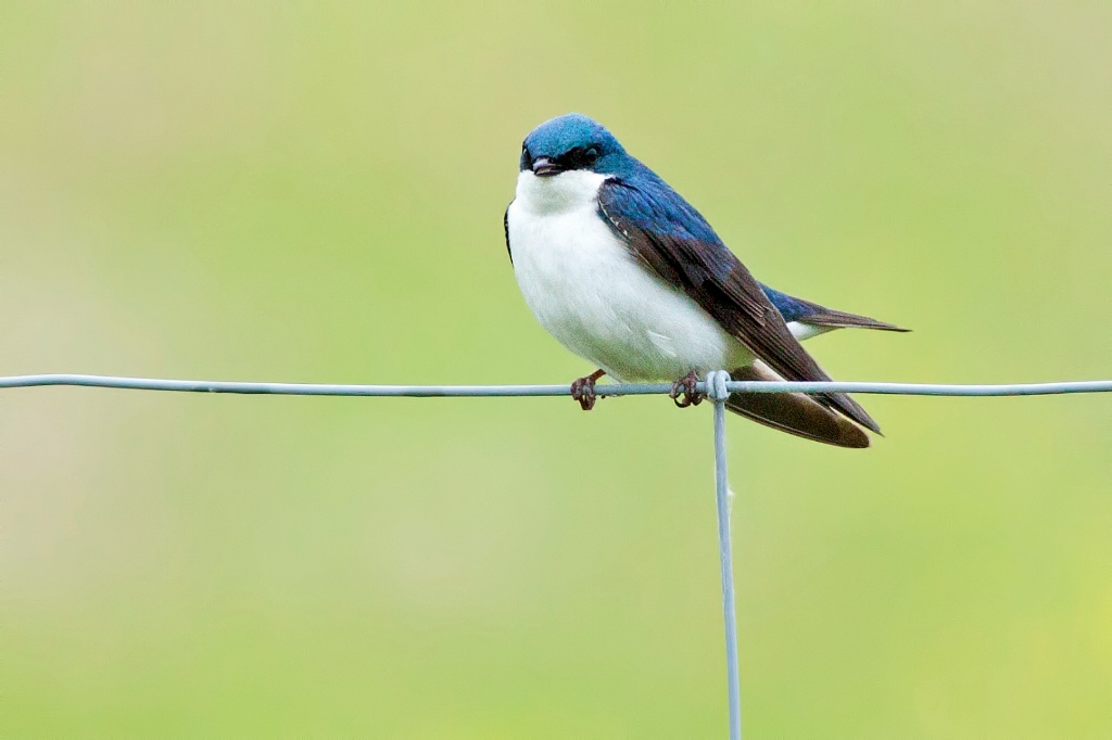 Posing On A Fence