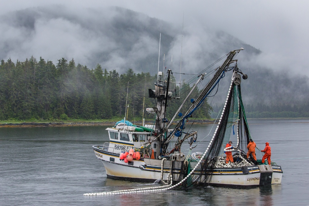 Purse Seine Fishing  