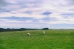 Pastoral New Zeal...