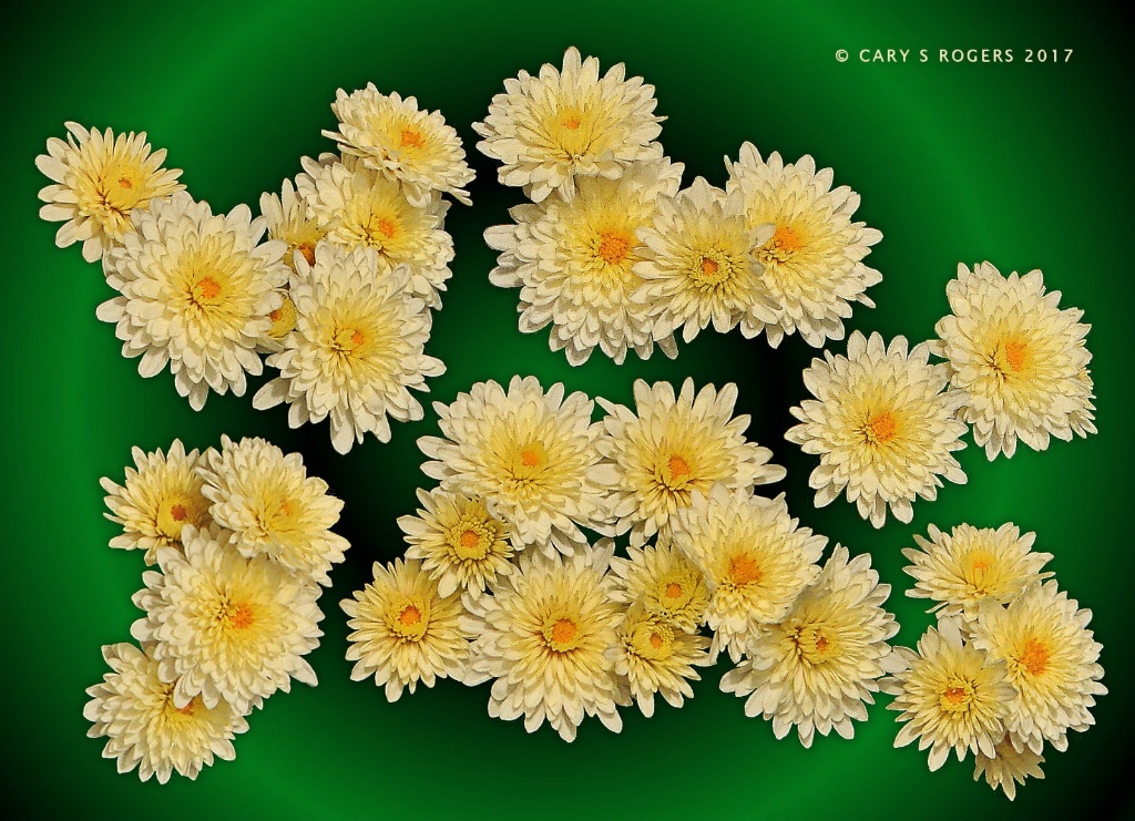 Splattered Mums