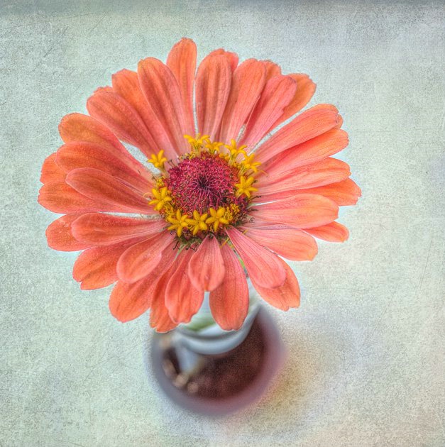 Zinnia 