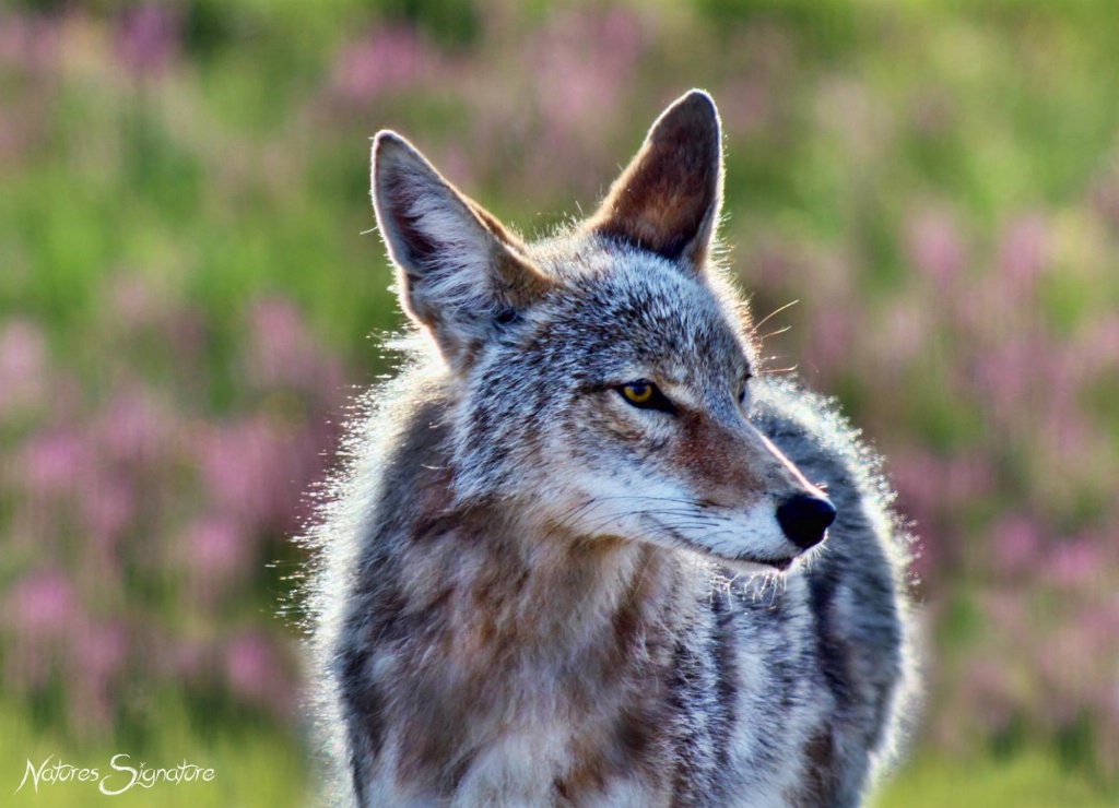 ~ Coyote ~ - ID: 15427001 © Trudy L. Smuin