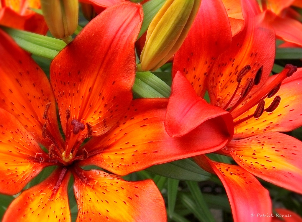 Tiger Lilies