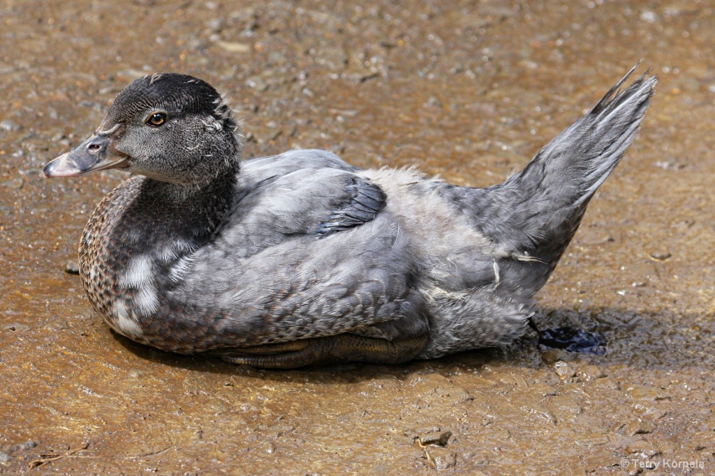 a Cute Duck - ID: 15427017 © Terry Korpela