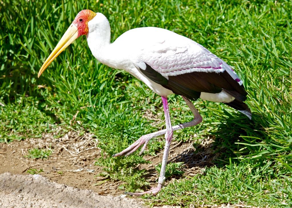 Yellow-billed Stork  - ID: 15427106 © Terry Korpela