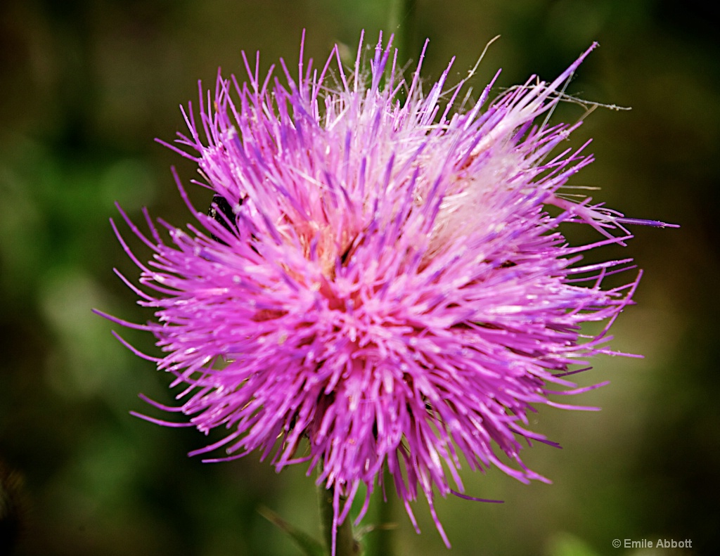 Remembering Spring 1 - ID: 15427114 © Emile Abbott