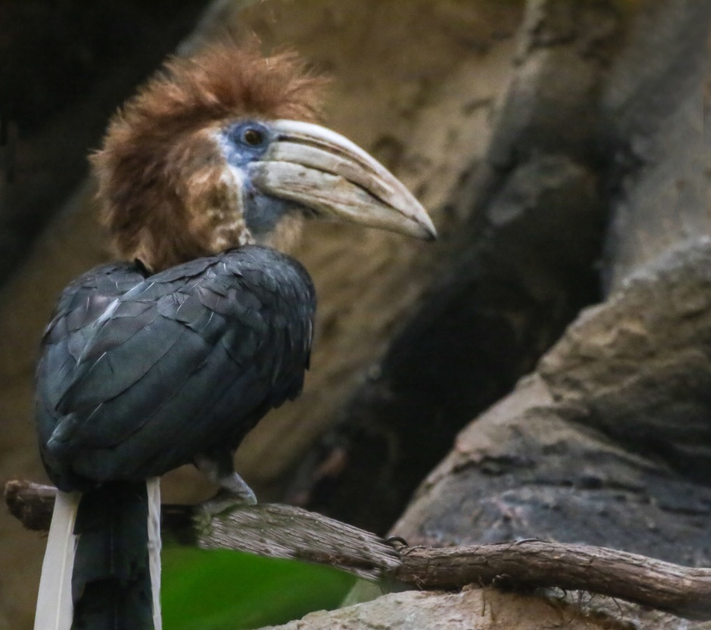 Bad Hair Day!