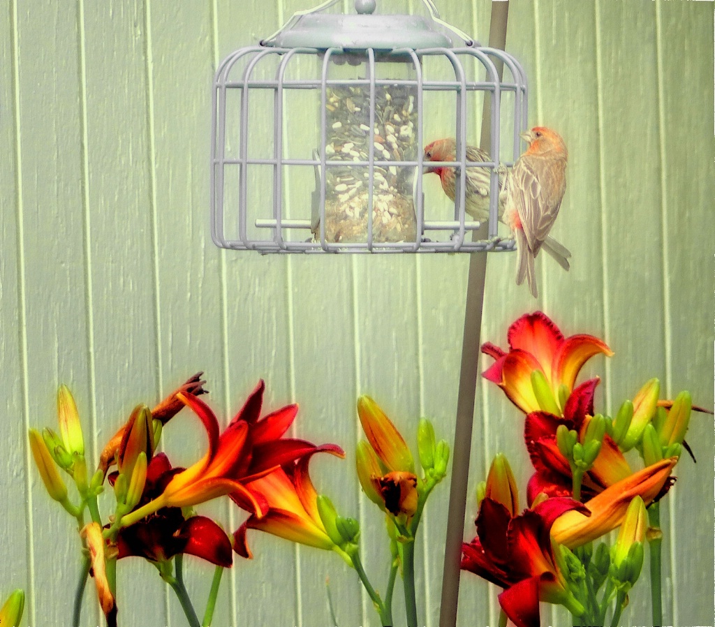 Finches Dining at the Daylily Restaurant