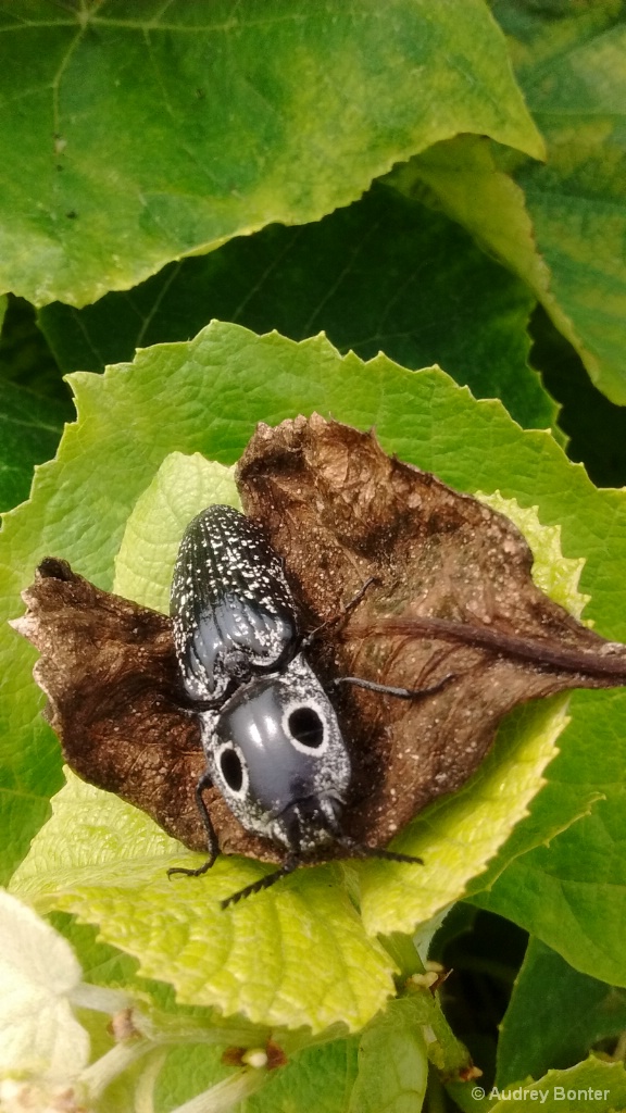 Hollow Eyes(Eastern-Eyed Click Beetle)