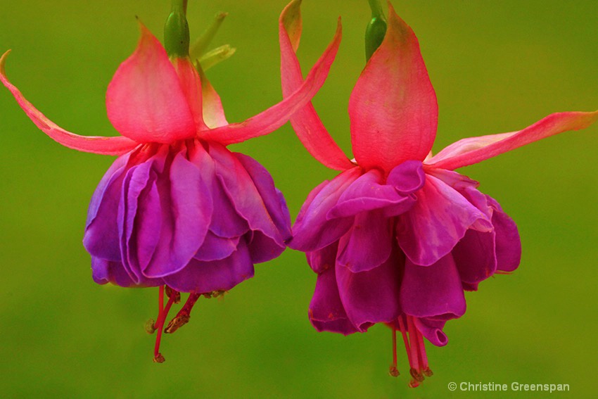 Dancing Ladies