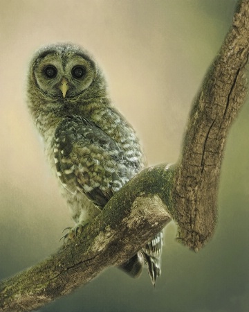 Juvenile Barred Owl