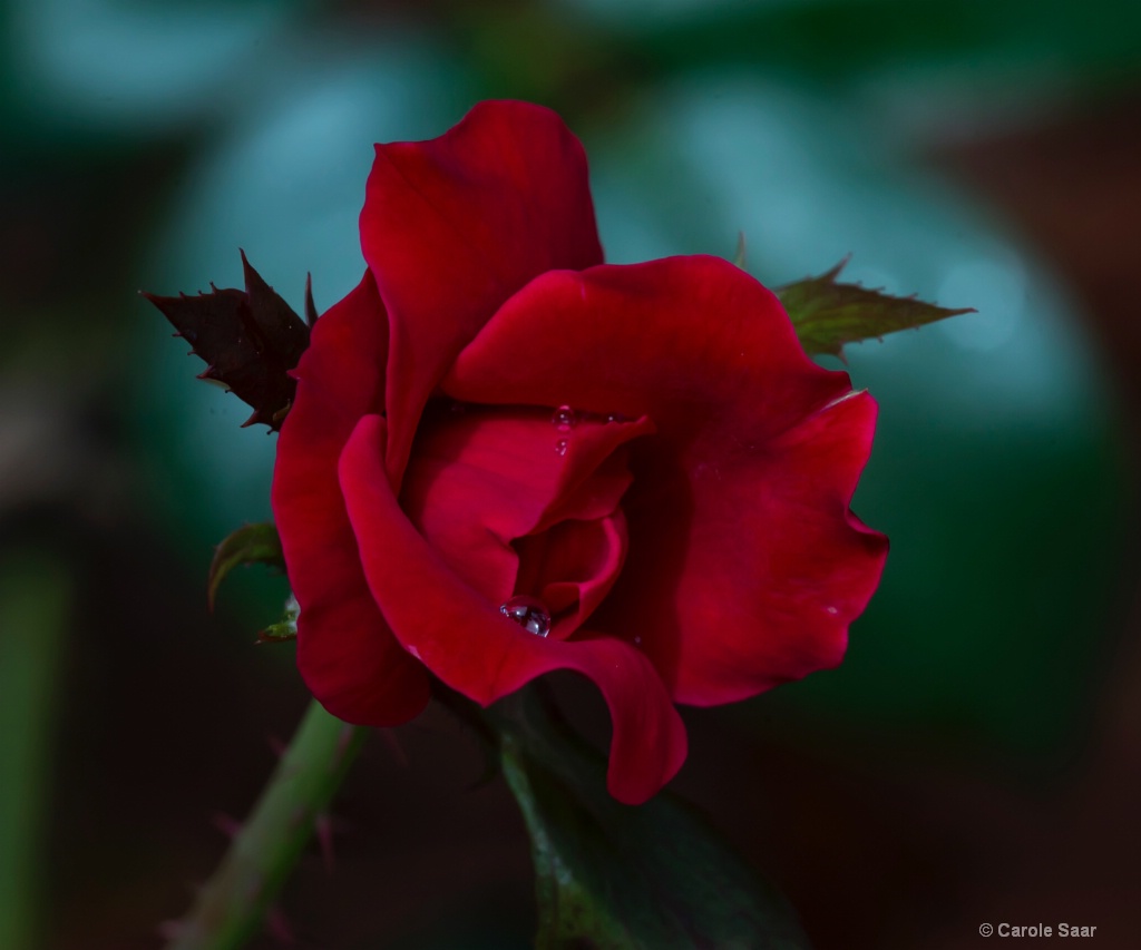 Little Red Rose