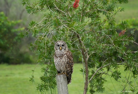 Visitor to my pond