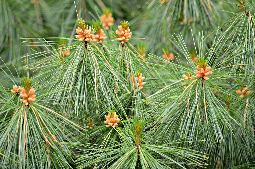 Pine needles