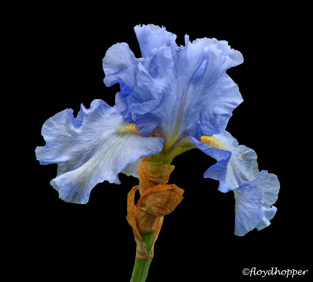 Blue Cap Iris