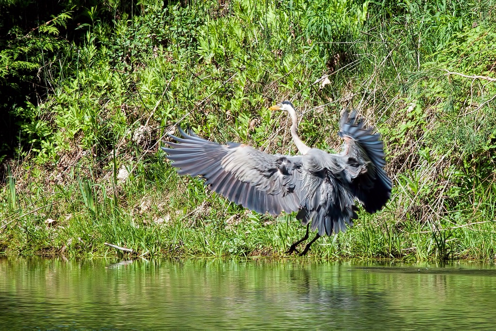 Coming In For A Landing