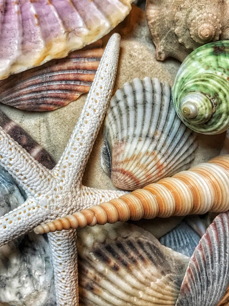 Shells