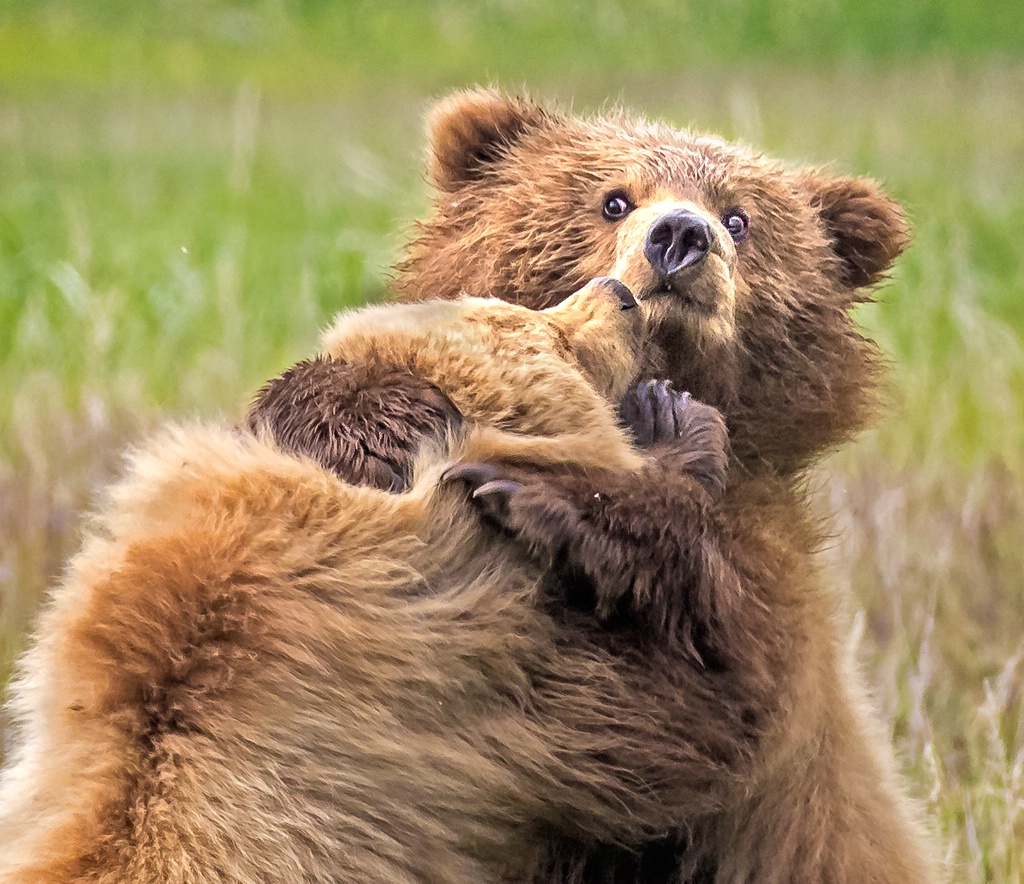 Bear Hug      