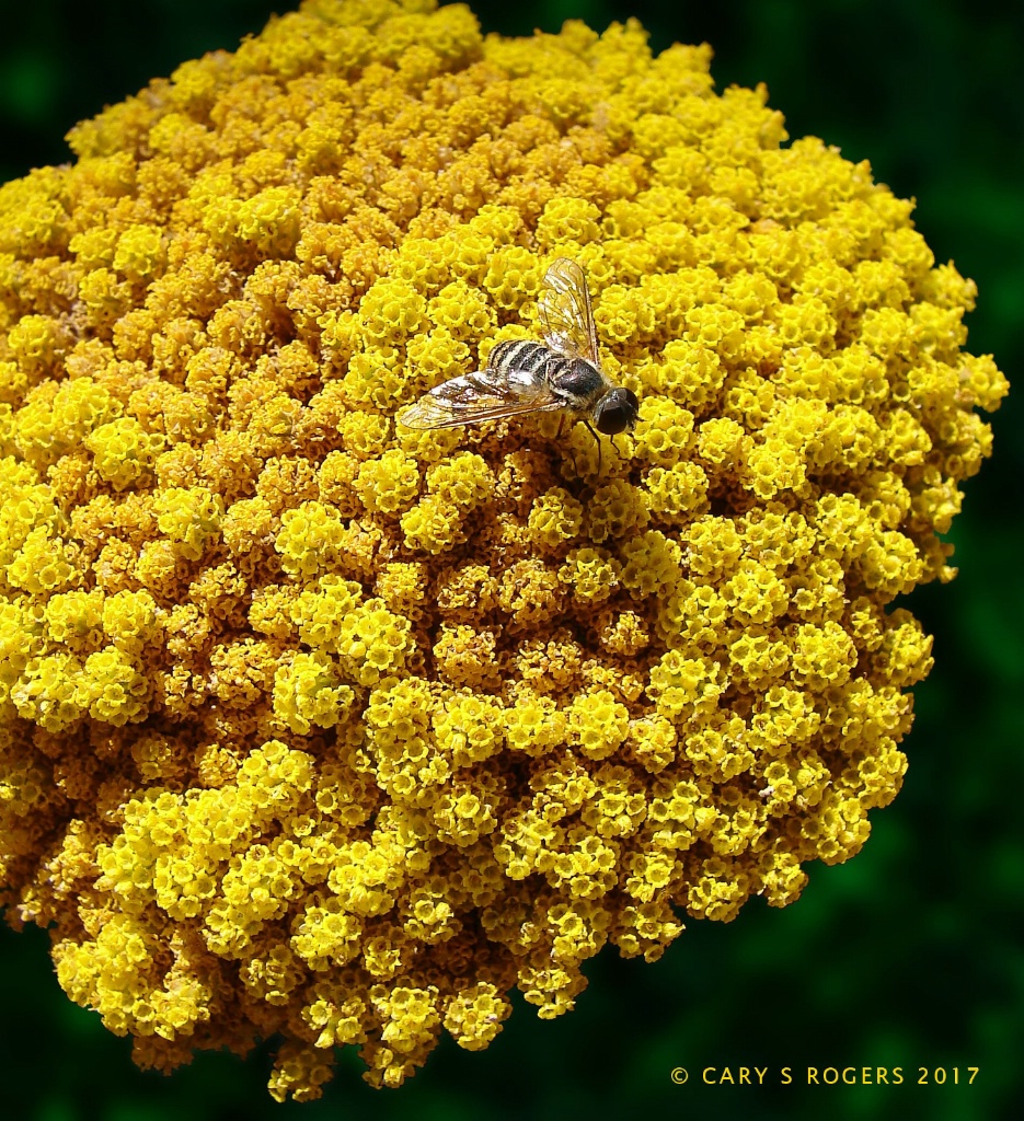 Insect on Golden Yarrow