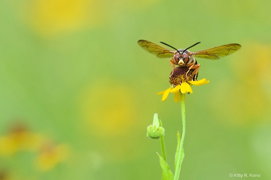 The Cicada Killer in Valley Forge Today  - ID: 15428161 © Kitty R. Kono