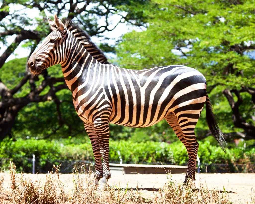 Zebra in Honolulu