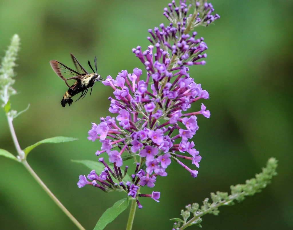 Hummingbird Moth 