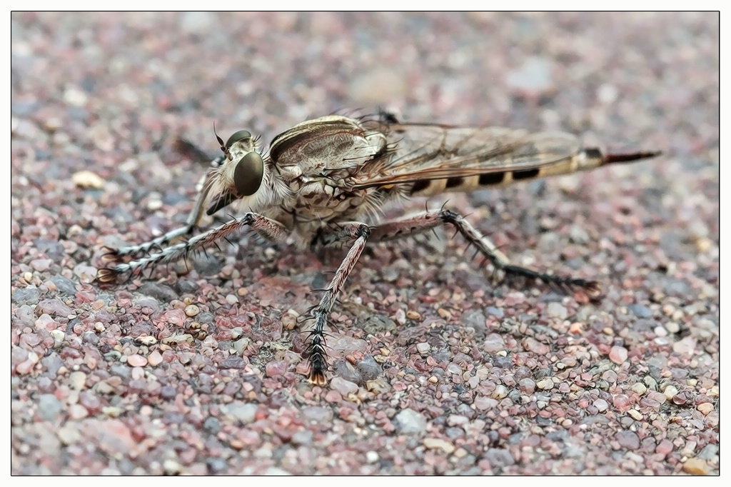 robberfly