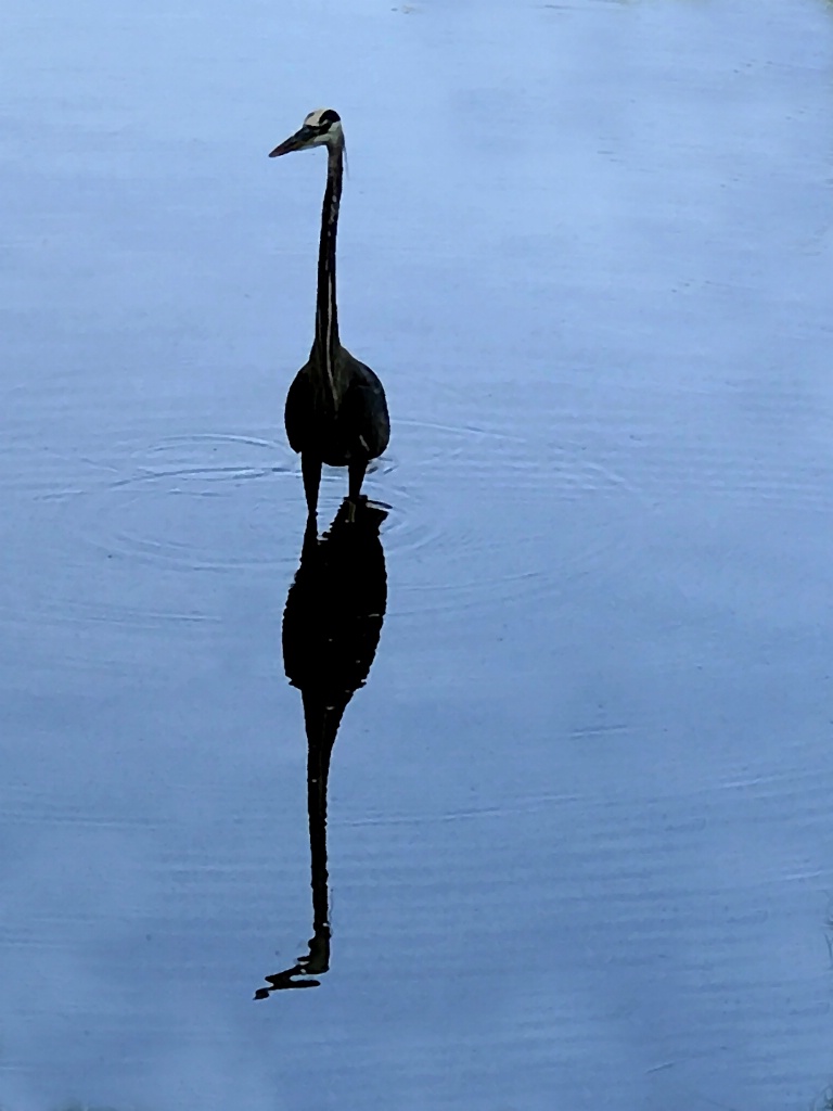 egret