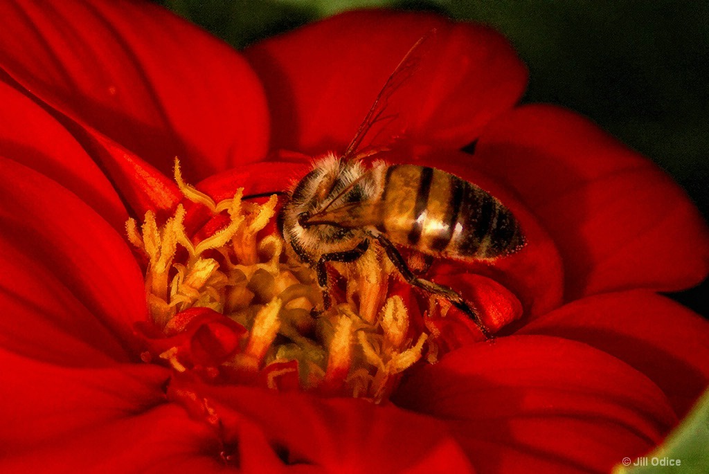 Bee Brunch