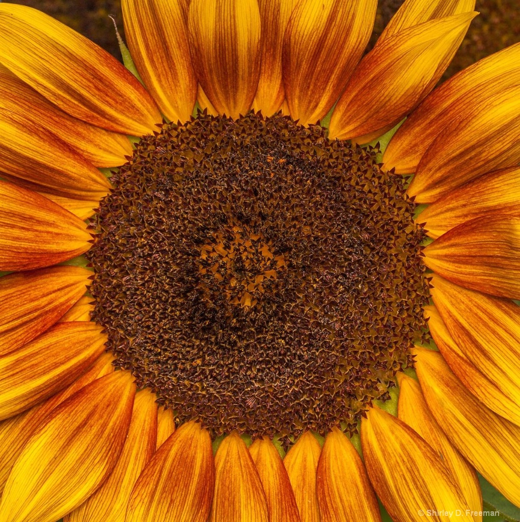 Sunflower - ID: 15428518 © Shirley D. Freeman