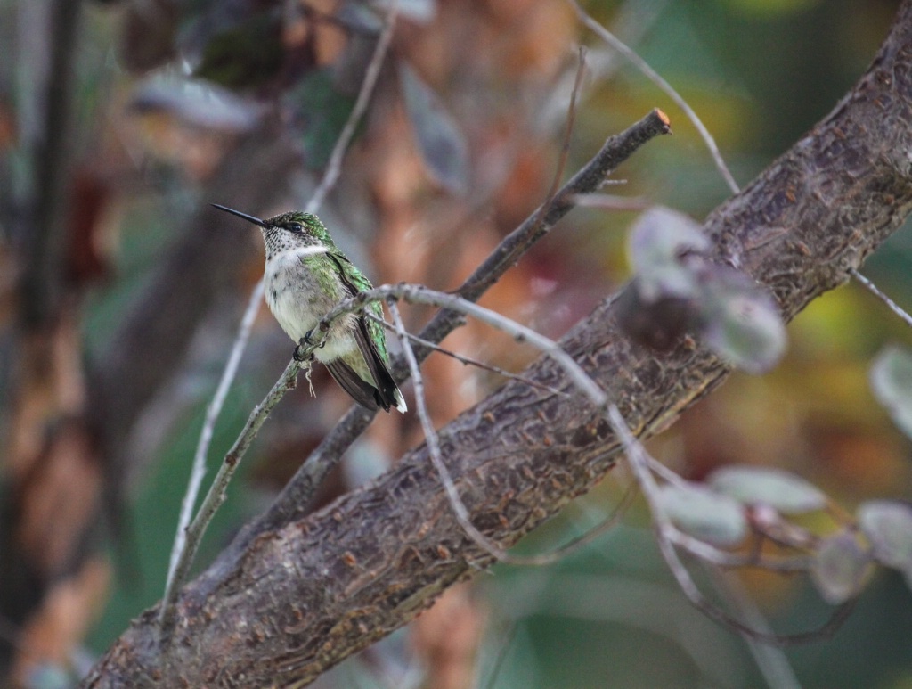 Hummingbird