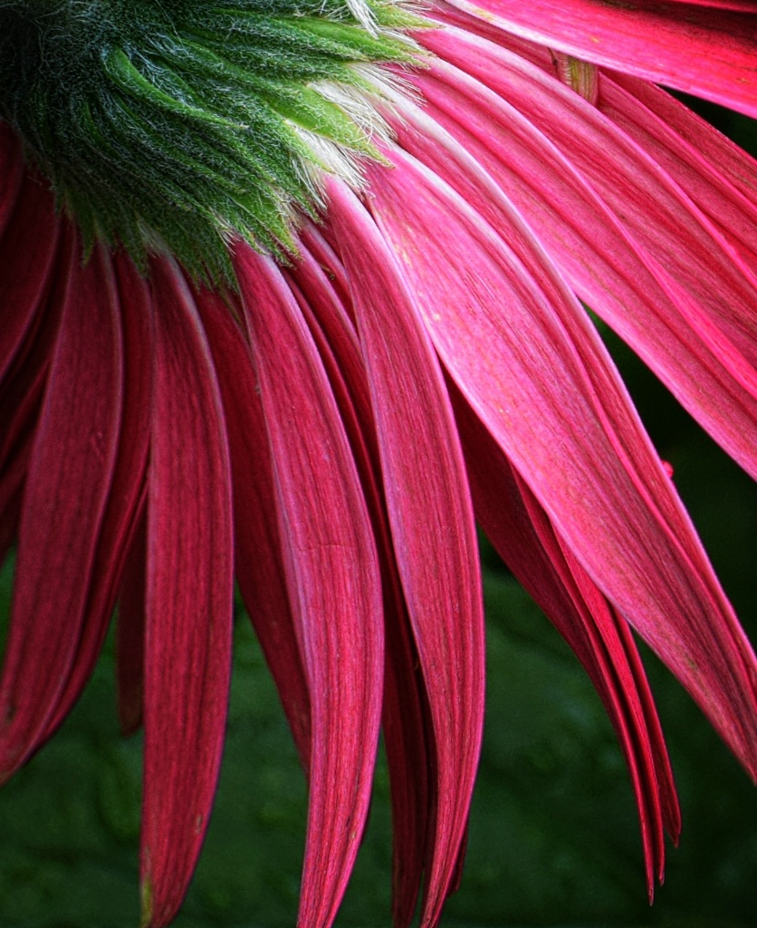 Gerbera Petals