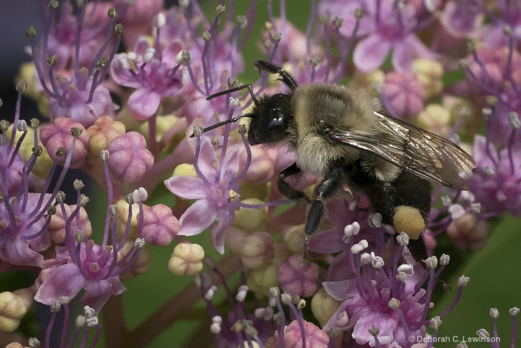 Bee in Tiny Flowers