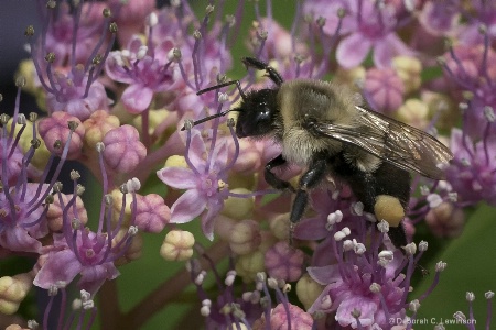 Bee in Tiny Flowers